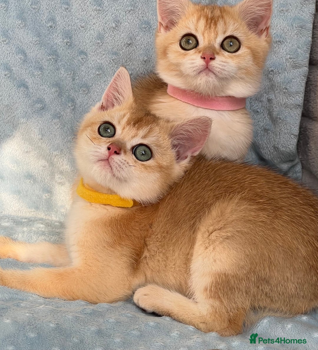 British Shorthair cats for sale: British sh golden kittens NY 12 GCCF  - Image 1