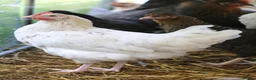 Chickens poultry for sale: Point of lay hybrid hens  - Advert 5