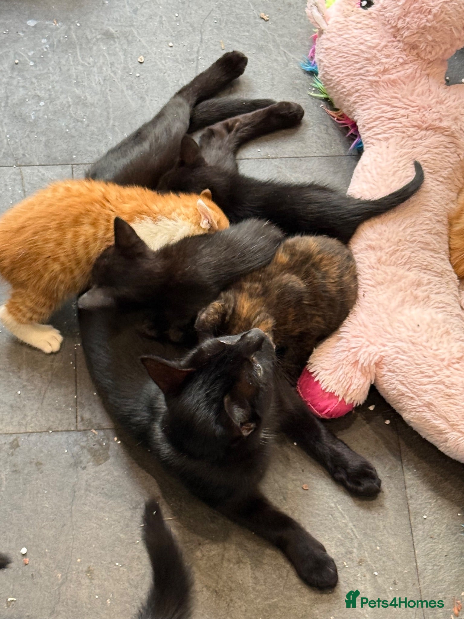Mixed Breed cats Kittens Manchester - Advert 3
