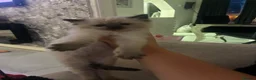 Ragdoll cats for sale: Full ragdoll kittens  - Advert 9
