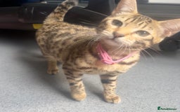 Bengal cats for sale: Bengal x tabby  - Image 10