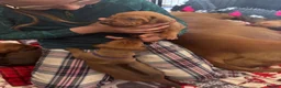 Rhodesian Ridgeback dogs for sale: Exceptionally Health Tested KC Ridgeback Puppies - Advert 9