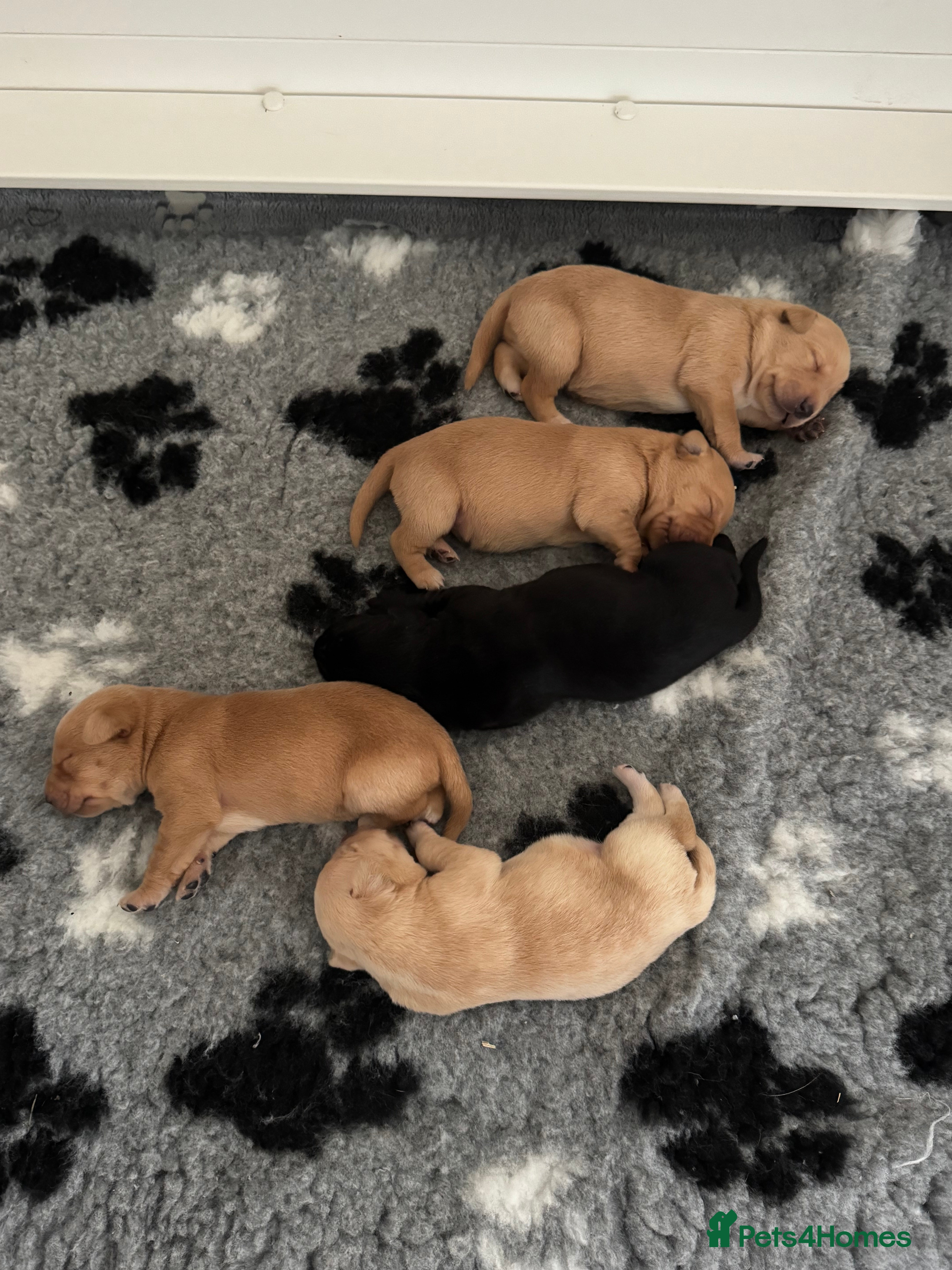 Labrador Retriever dogs Kc registered, family & working puppies for sale  - Advert 16