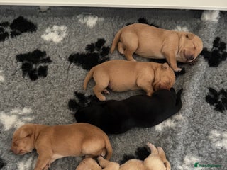 Labrador Retriever dogs Kc registered, family & working puppies for sale - Advert 16