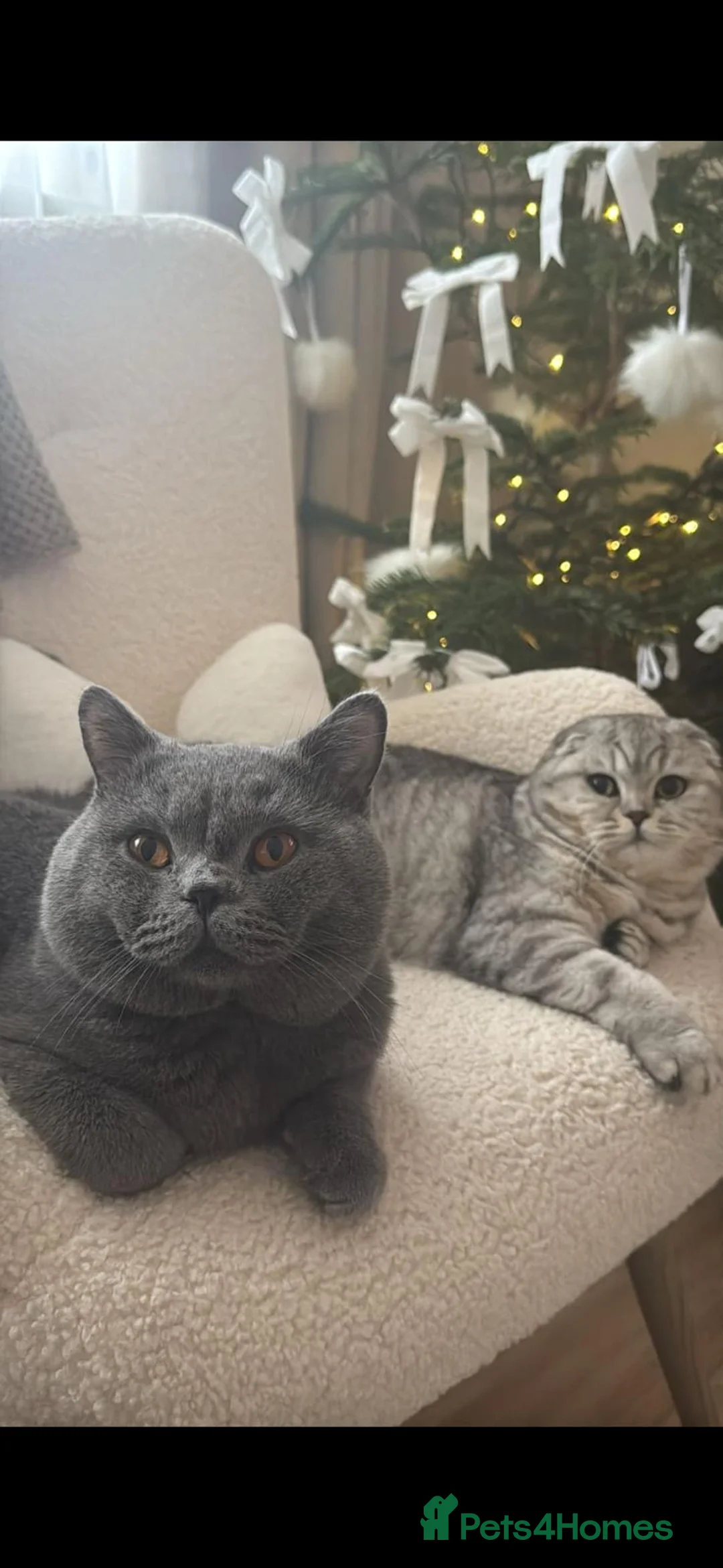 Scottish Fold cats for sale: Beautiful Female Scottish Fold Kitten - Advert 6