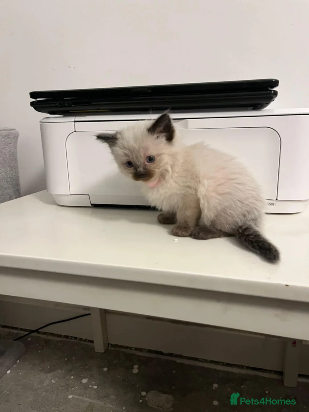 Ragdoll cats for sale: Ragdoll kittens - Advert 3