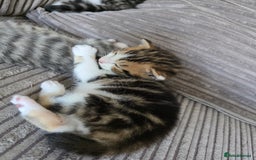 Mixed Breed cats for sale: Kittens  - Image 2
