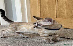 Bengal cats for sale: 💙Exceptional Lynx💙 Male Bengal TICA Reg - Image 10