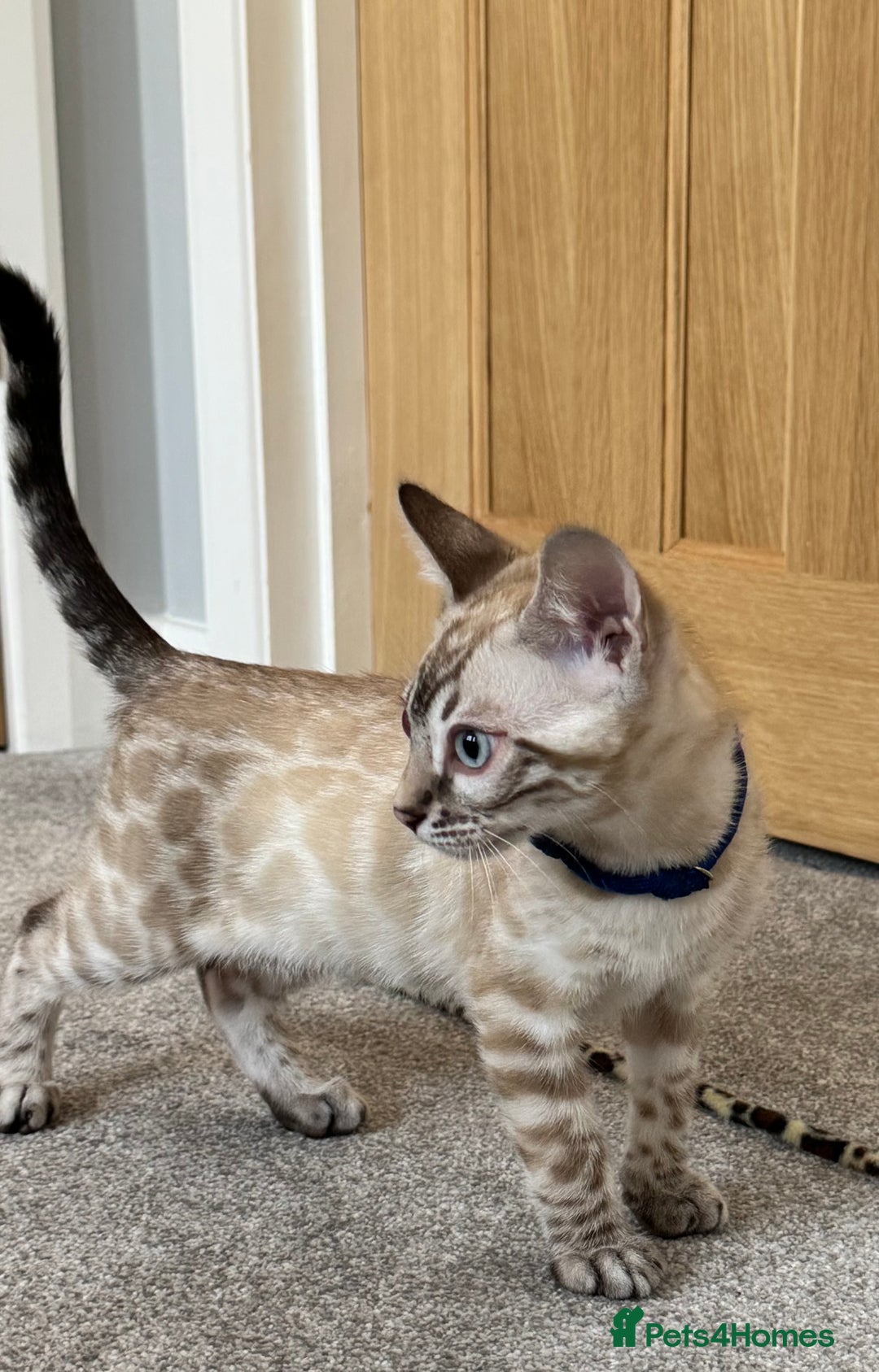 Bengal cats for sale: 💙Exceptional Lynx💙 Male Bengal TICA Reg - Image 10