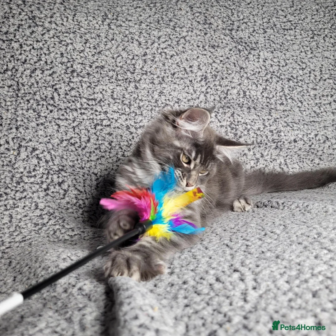 Maine Coon cats for sale: GCCF Registered Maine Coon Boys.  in Wednesbury - Advert 20