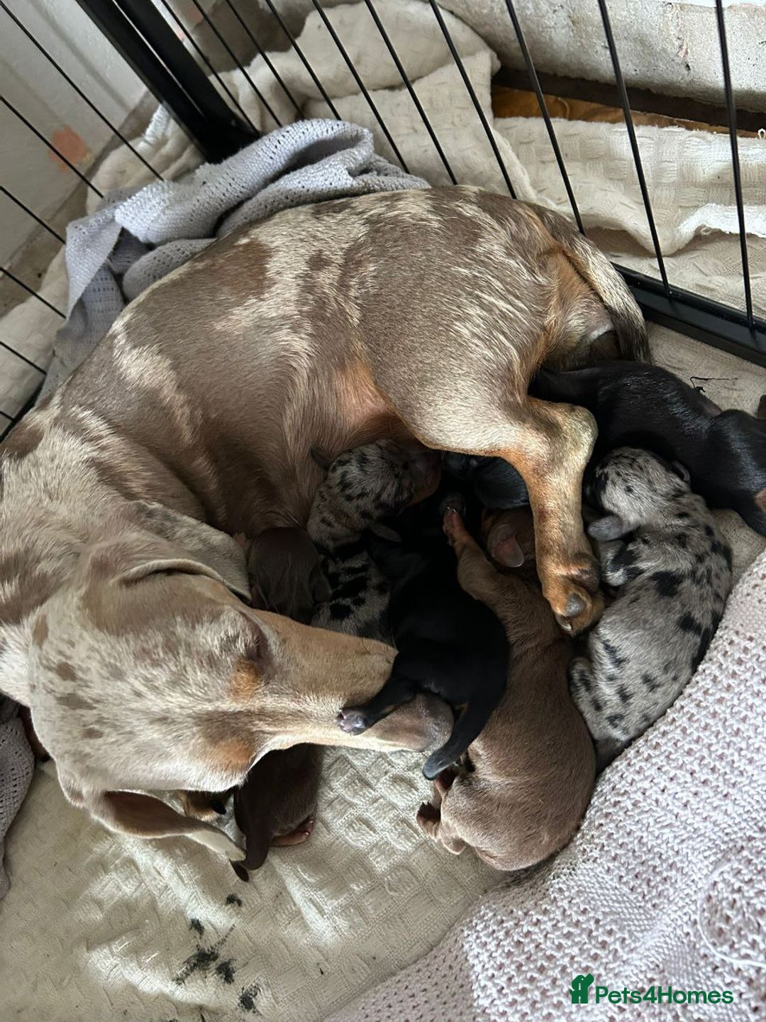 Miniature Dachshund dogs for sale: Beautiful Miniature Dachshund Puppies  - Advert 1