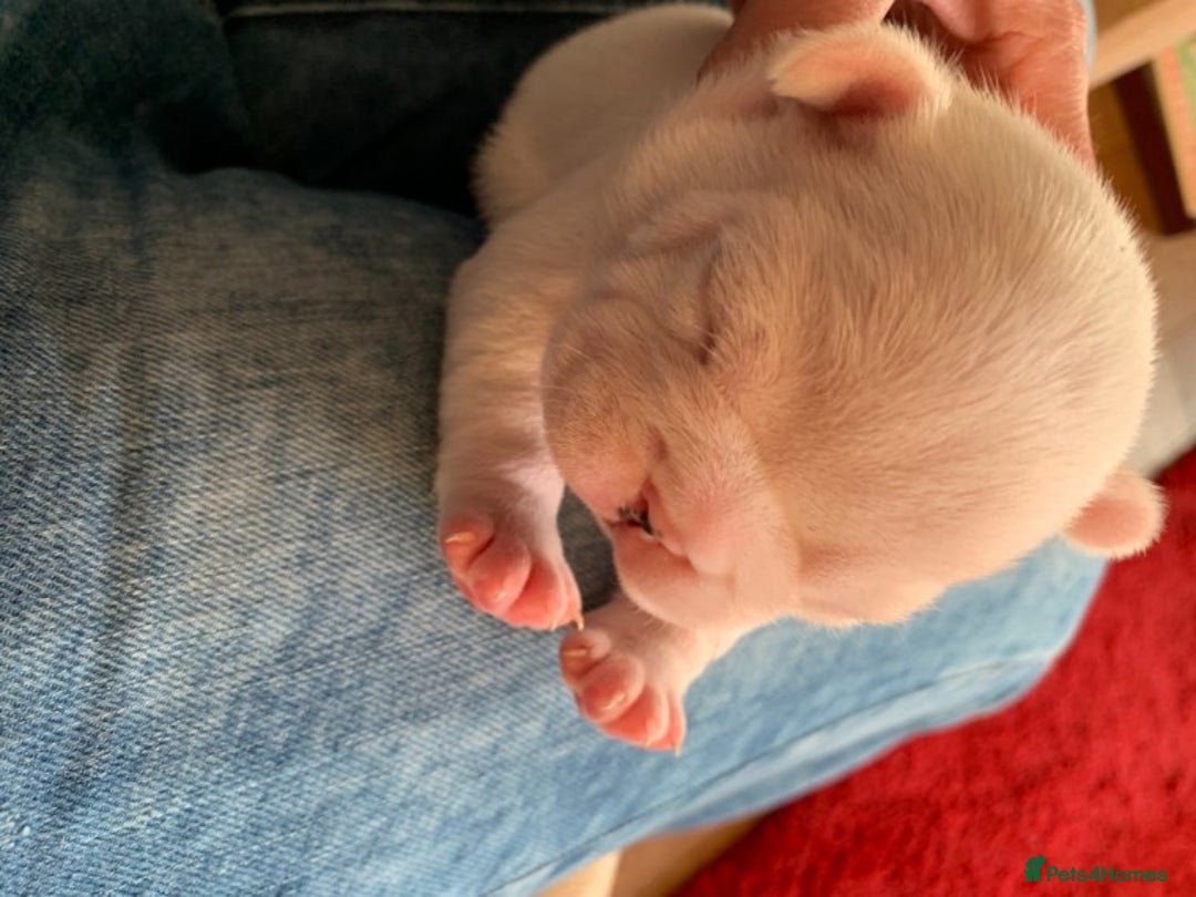 French Bulldog dogs for stud: Latte male proven stud in Harpenden - Image 14