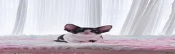 Devon Rex cats for sale: Beautiful Devon Rex kittens ❤️❤️❤️ - Advert 28