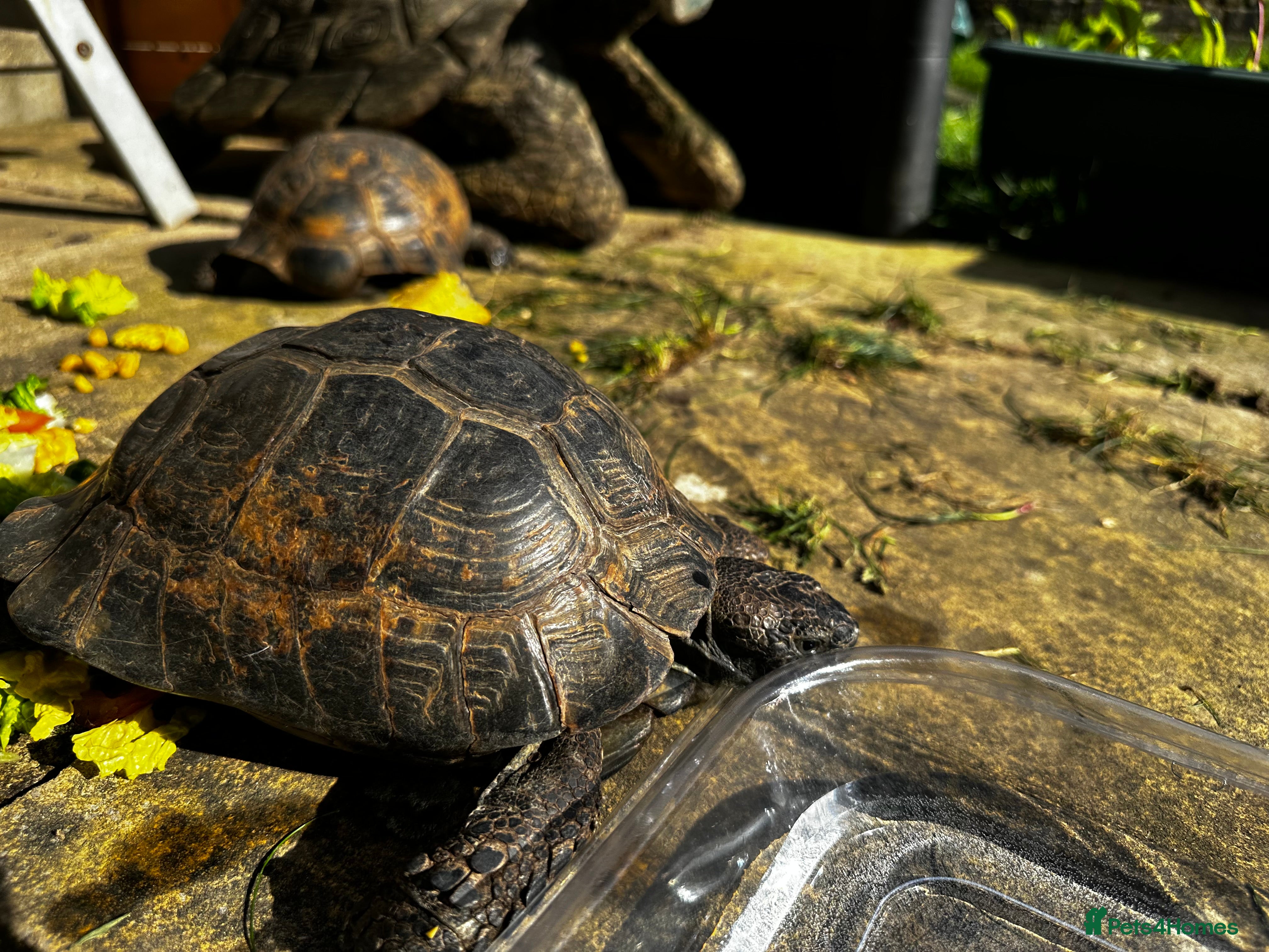 Tortoise reptiles 3 Male Spur thighs Fertile - Advert 13