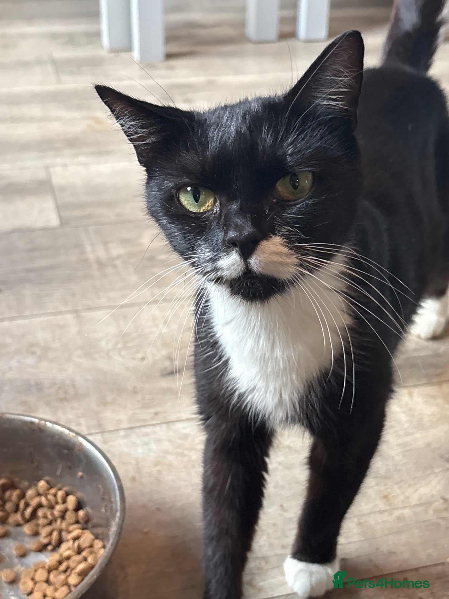 Mixed Breed cats Female black and white cat  - Advert 3