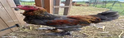 Chickens poultry for sale: Large Fowl Brahma Cockerels Mixed Colours - Advert 2