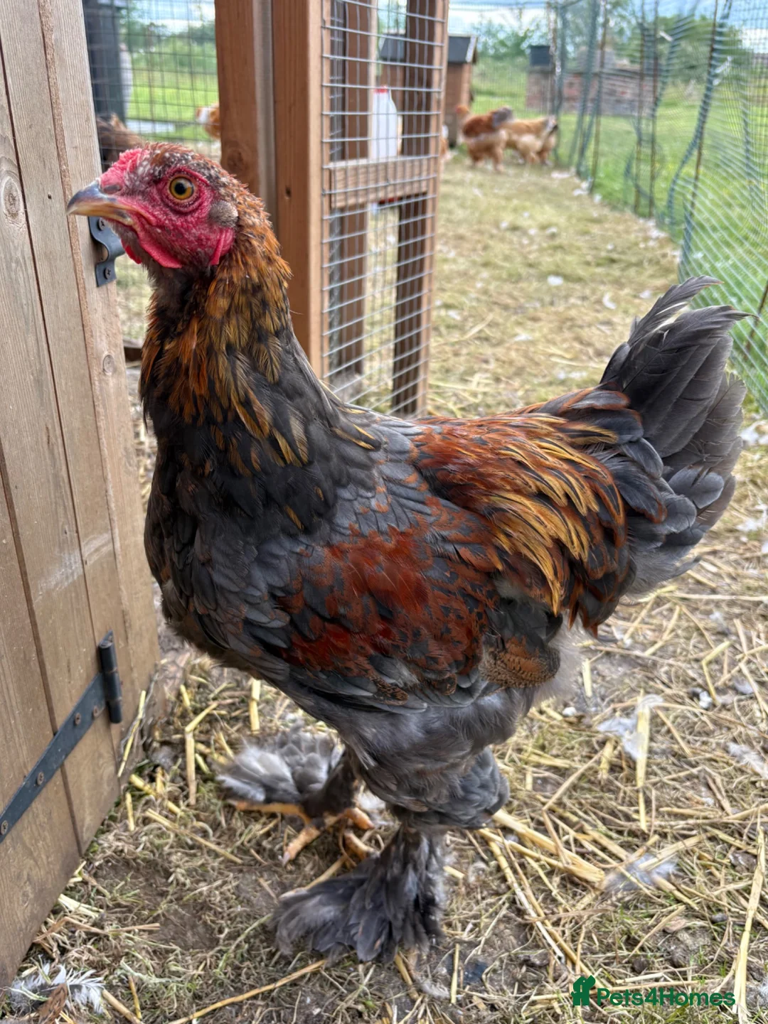 Chickens poultry for sale: Large Fowl Brahma Cockerels Mixed Colours - Advert 2