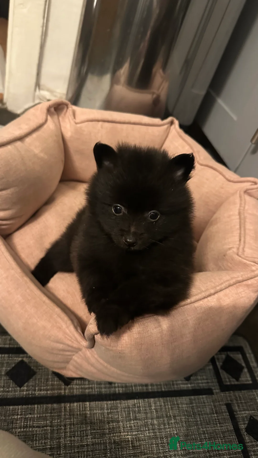 Pomeranian dogs for sale: Pomeranian puppies  - Advert 3