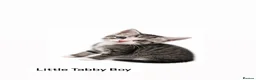Domestic Shorthair cats for sale: Tabby Kittens 🐾  - Advert 2