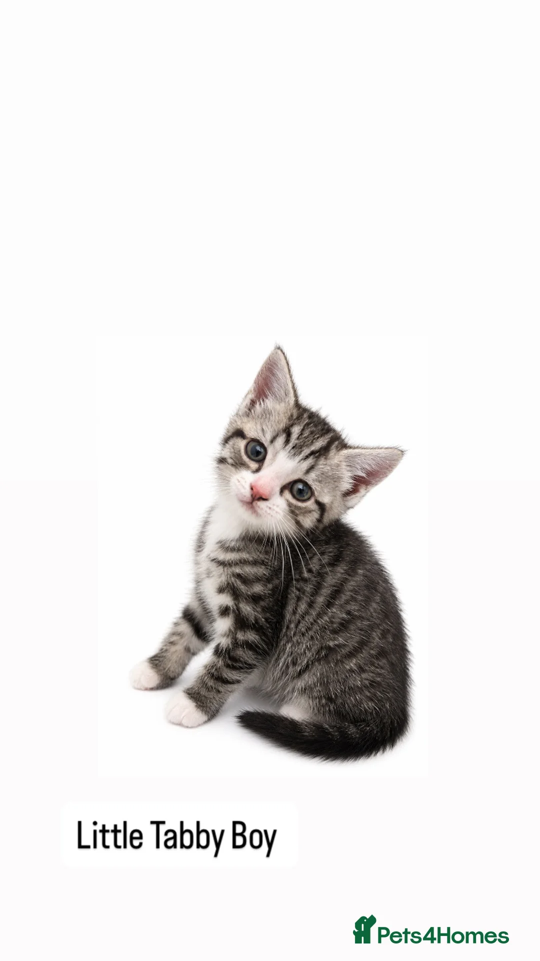 Domestic Shorthair cats for sale: Tabby Kittens 🐾  - Advert 2