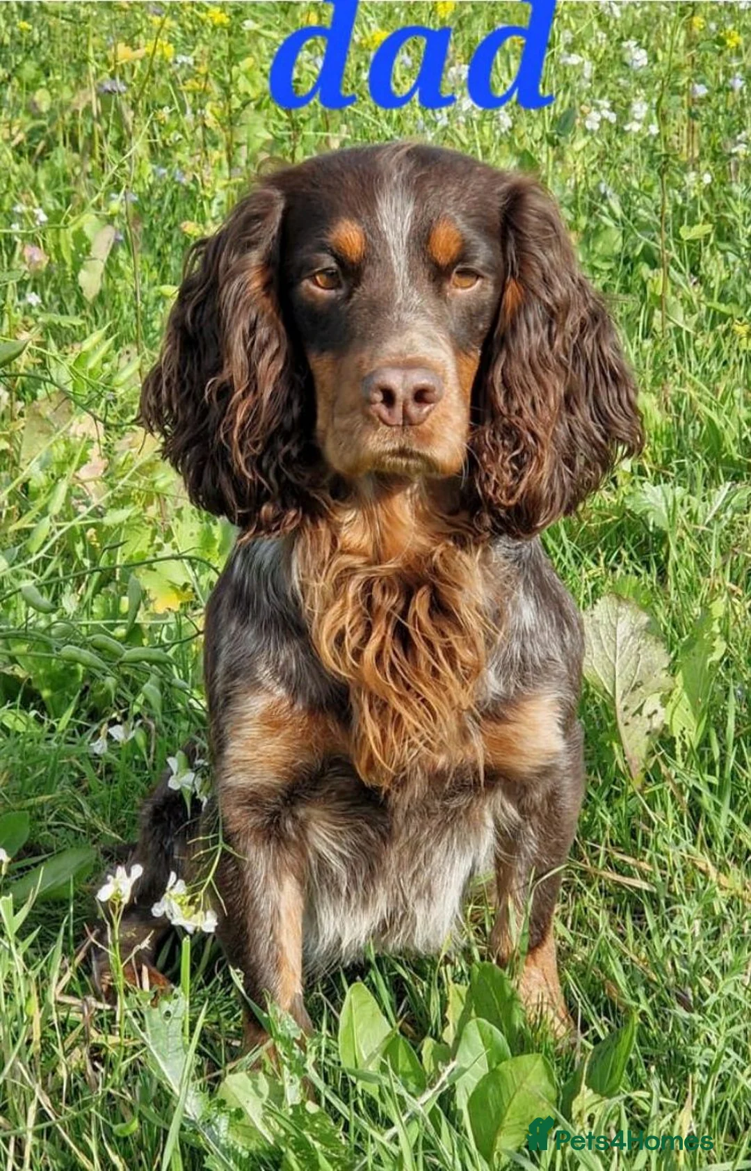 Cocker Spaniel dogs for sale: A stunning litter of cocker spaniels pups  - Advert 3