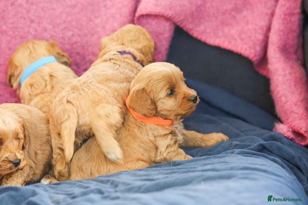 Cavapoo dogs for sale: Beautiful F1 Cavapoo puppies  - Advert 3