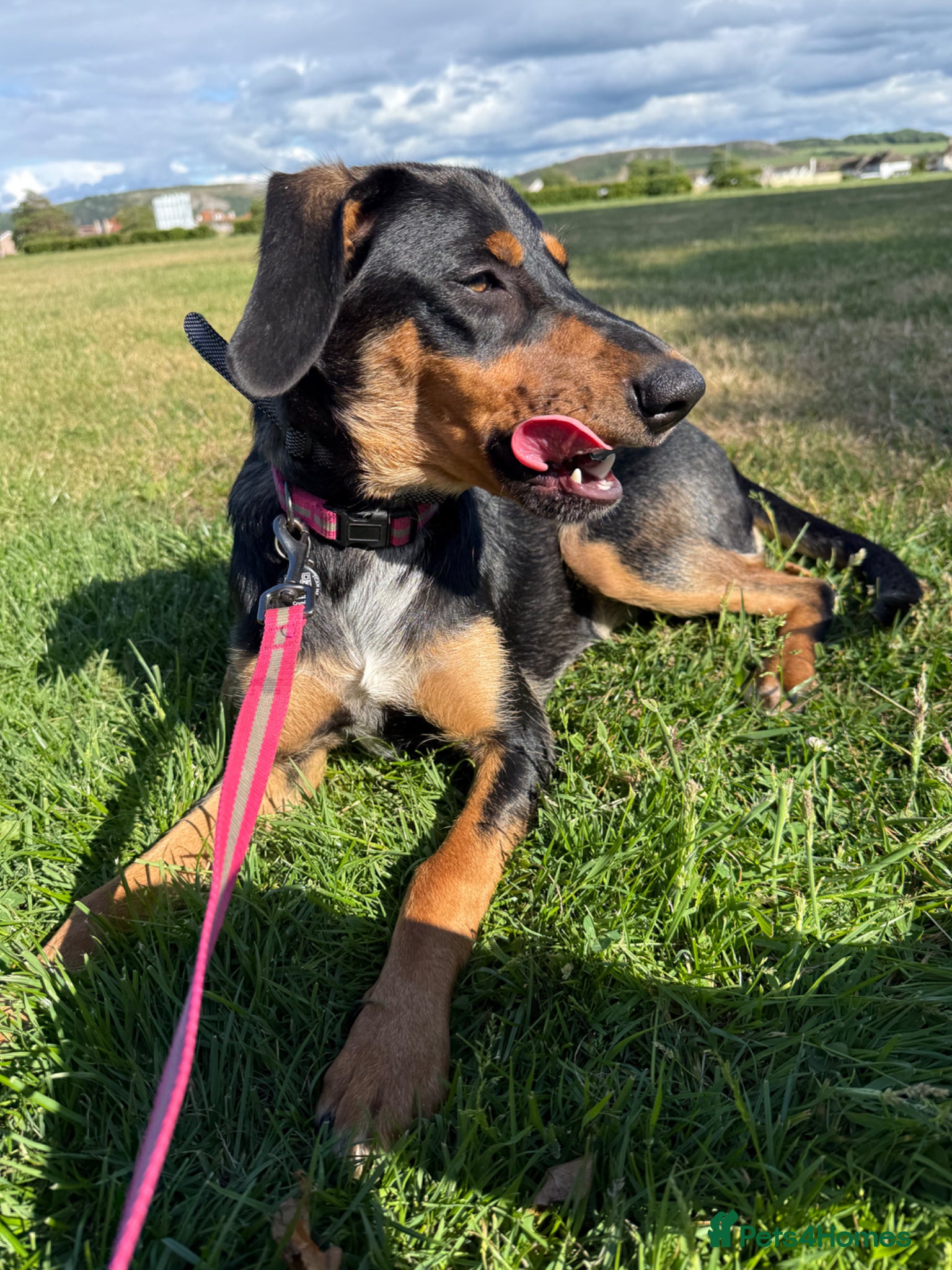 Mixed Breed dogs for sale: 6 month old visla x looking for her forever home - Advert 2