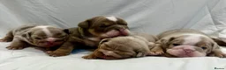 English Bulldog dogs for sale: BRITISH BULLDOG PUPPIES - Advert 17