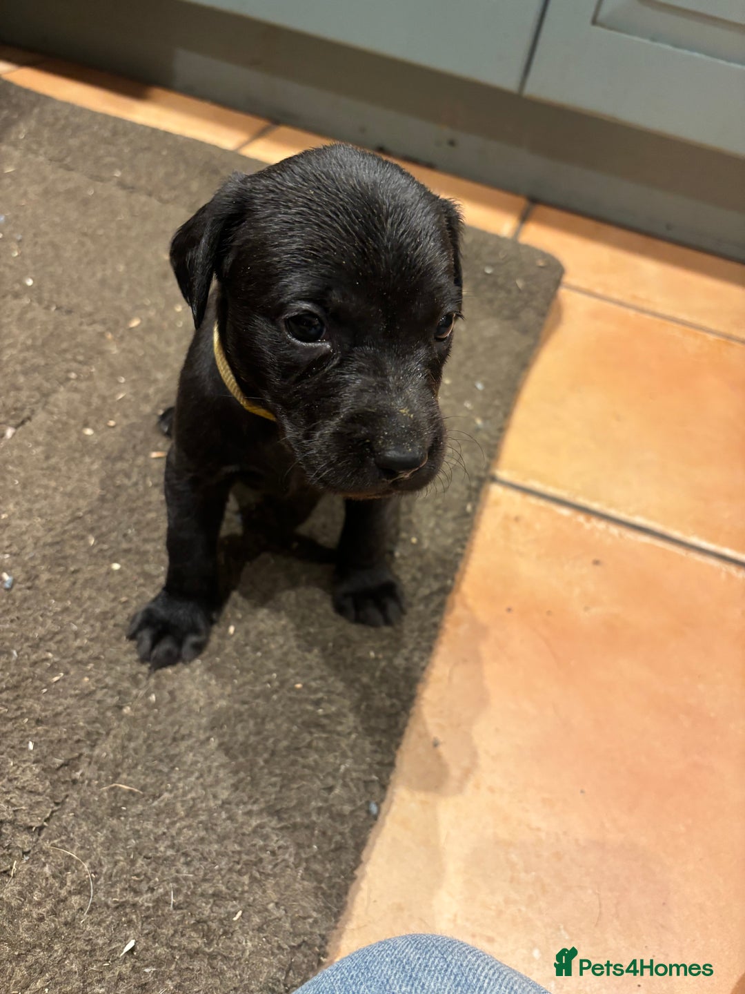 Labrador Retriever dogs for sale: 6 beautiful black lab pups for sale - Advert 3