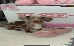 Dachshund dogs for sale: Dachshund puppies ready to leave !  - Image 9