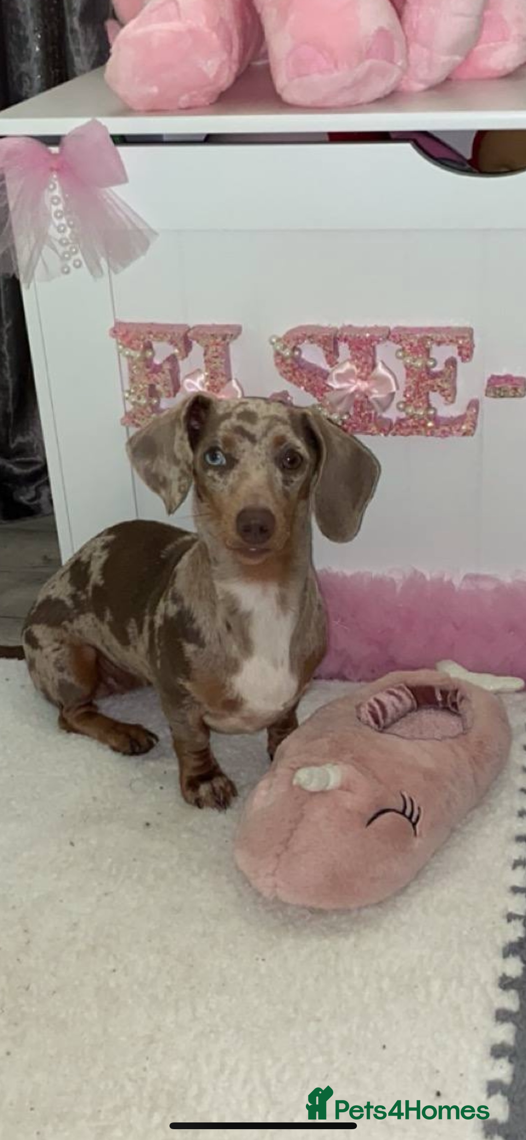 Dachshund dogs for sale: Dachshund puppies ready to leave !  - Image 9