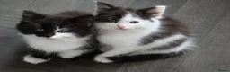 British Longhair cats for sale: Beautiful male kitten - Advert 9