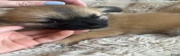 Chihuahua dogs for sale: Absolutely gorgeous chihuahua pups - Advert 14