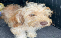 Cockapoo dogs for sale: Cute Cockapoo - Image 3