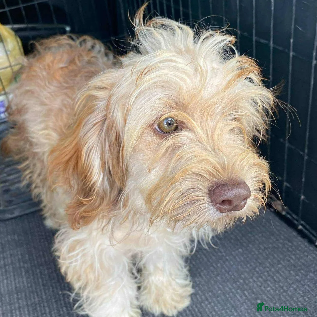 Cockapoo dogs for sale: Cute Cockapoo - Image 3