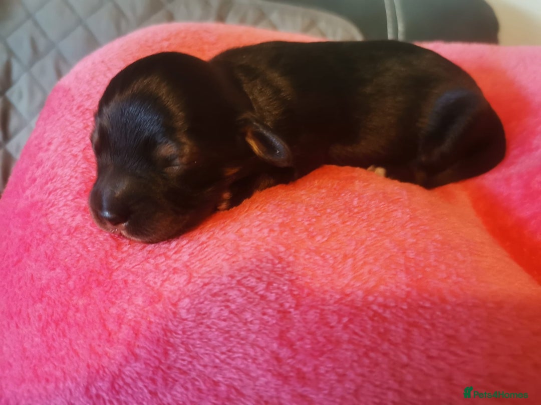 Mixed Breed dogs for sale: Beautiful Zuchon Doxies - Advert 5