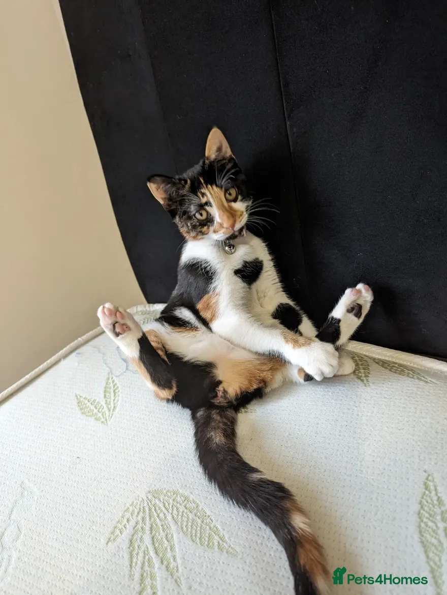 British Shorthair cats 🐾 2-Year-Old Loving Cat – Needs Calm, Quiet Home - Advert 18