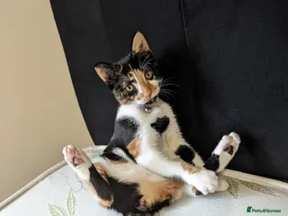 British Shorthair cats 🐾 2-Year-Old Loving Cat – Needs Calm, Quiet Home - Advert 18