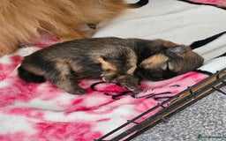 Pomeranian dogs for sale: Tiny beautiful pom girls  - Image 4