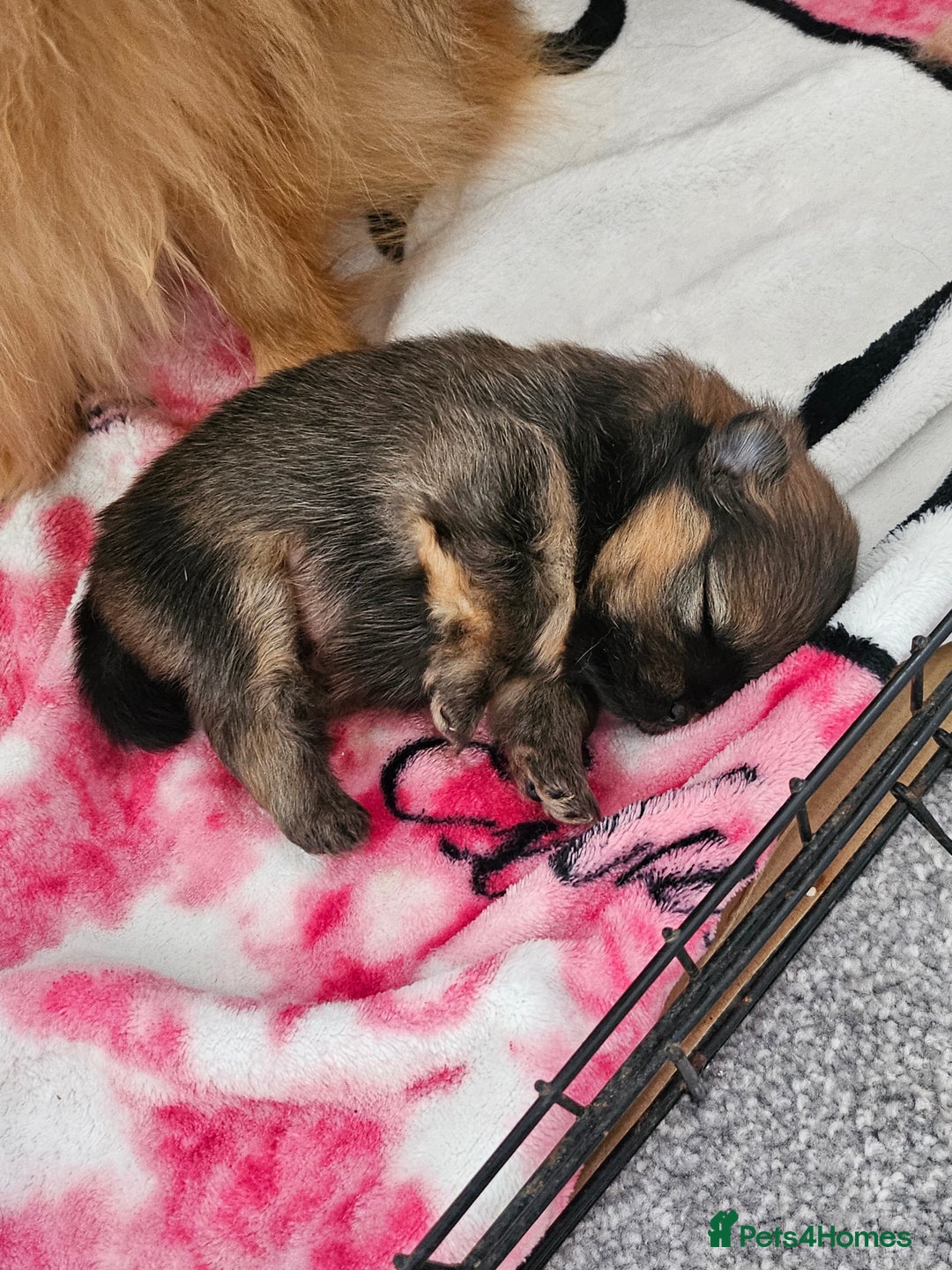 Pomeranian dogs for sale: Tiny beautiful pom girls  - Image 4