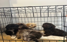 Cockapoo dogs for sale: 5 cockapoo boys for sale - Image 2