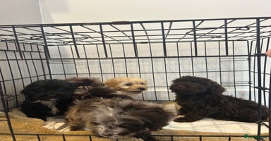 Cockapoo dogs - Advert 2