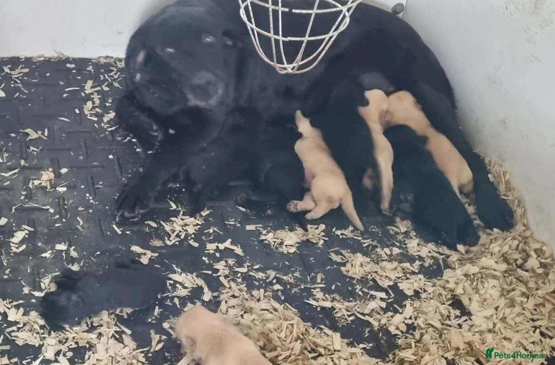 Labrador Retriever dogs for sale: Quality working lab pups - Advert 1