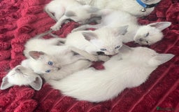 Siamese cats for sale: Blue Point Siamese  - Image 6