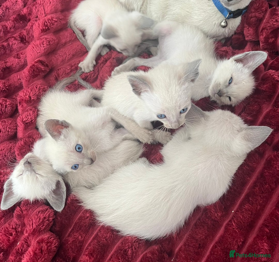 Siamese cats for sale: Blue Point Siamese  - Image 6