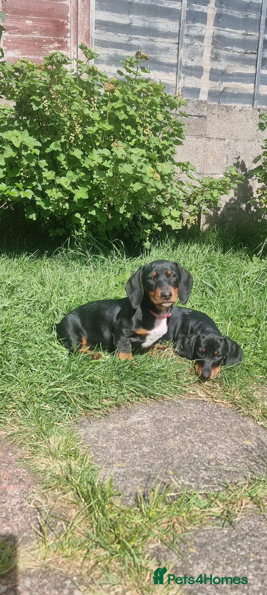 Dachshund dogs for sale: Standard dachshund  - Advert 11