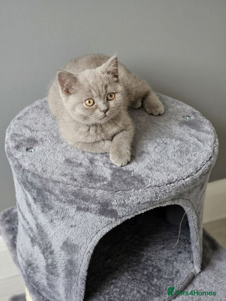 British Shorthair cats Absolutely beautiful kittens looking forever homes - Advert 4
