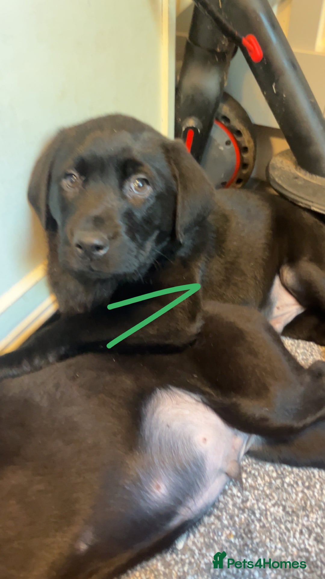 Labrador Retriever dogs for sale: READY NOW.Beautiful black KC registered Labradors  - Advert 29