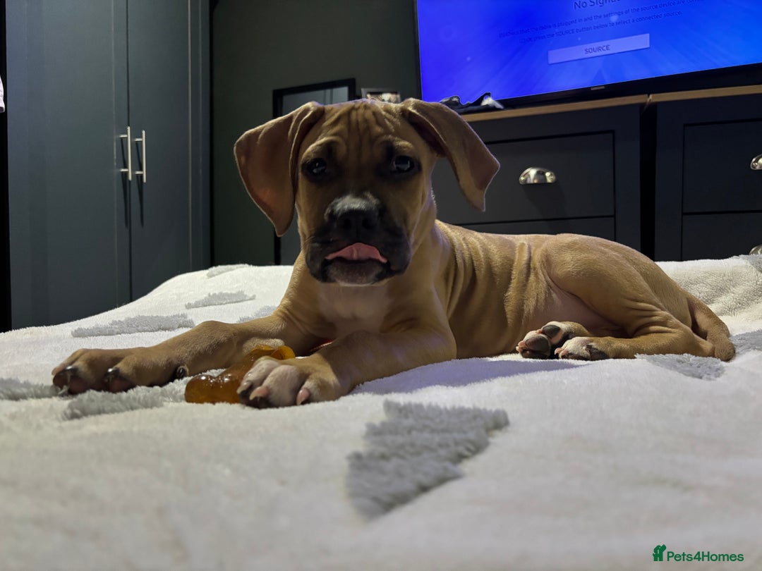 Mixed Breed dogs for sale: Beautiful mastiff cross puppy  - Advert 3