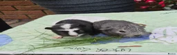 Guinea Pig rodents for sale: Baby Boy Guinea Pigs 1 Californian - Advert 4
